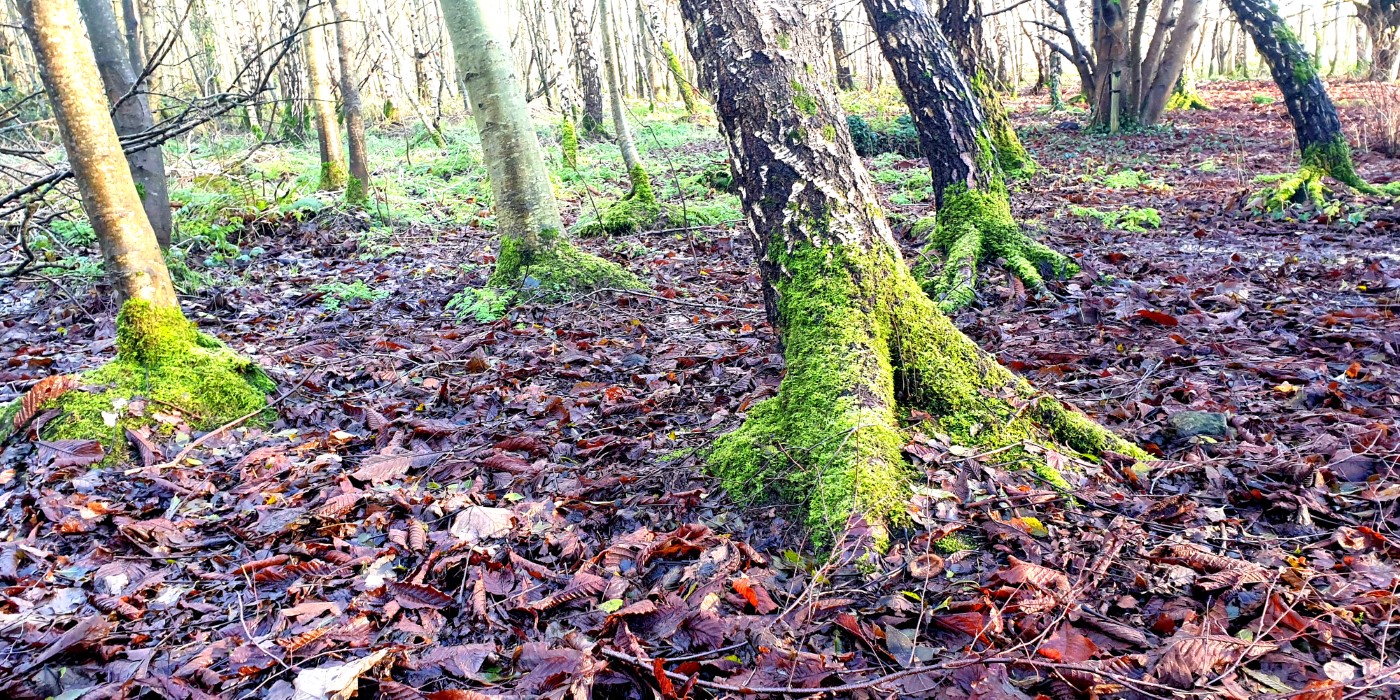 Craigavon's Lakes  2020