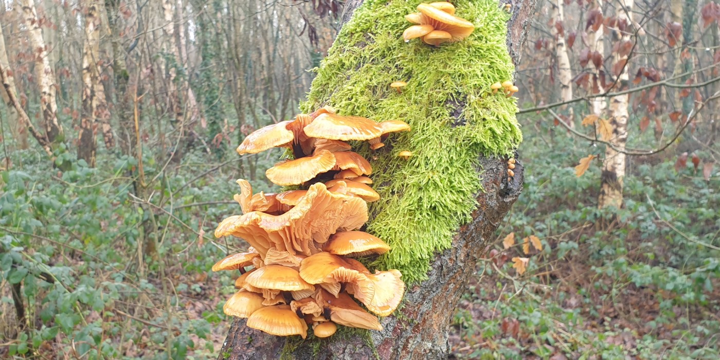 Craigavon's Lakes  2020