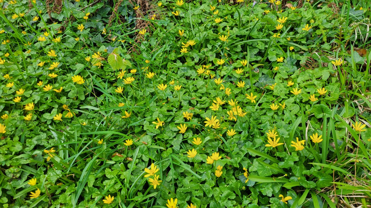 North Down Coastal Path