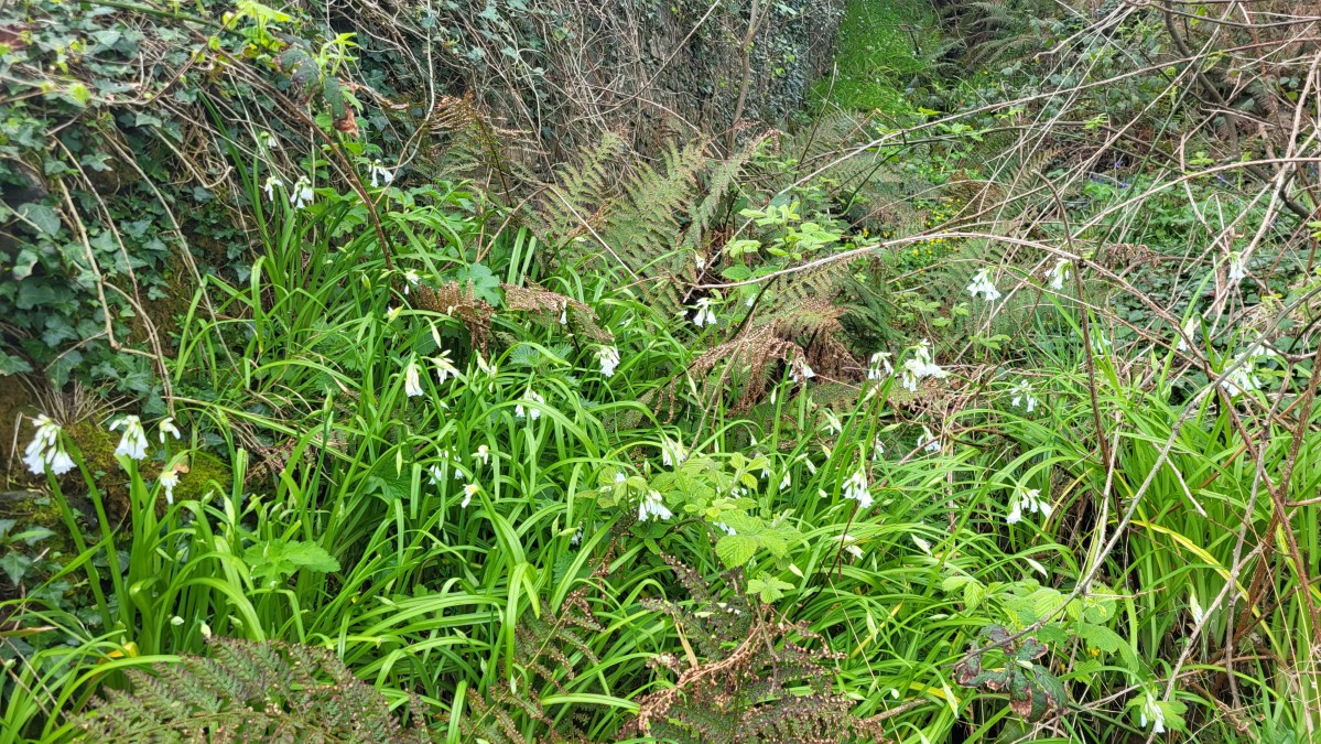 North Down Coastal Path