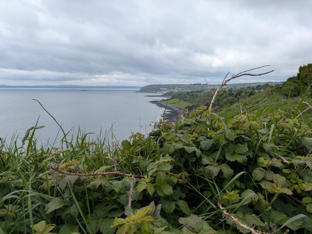 Whitehead
