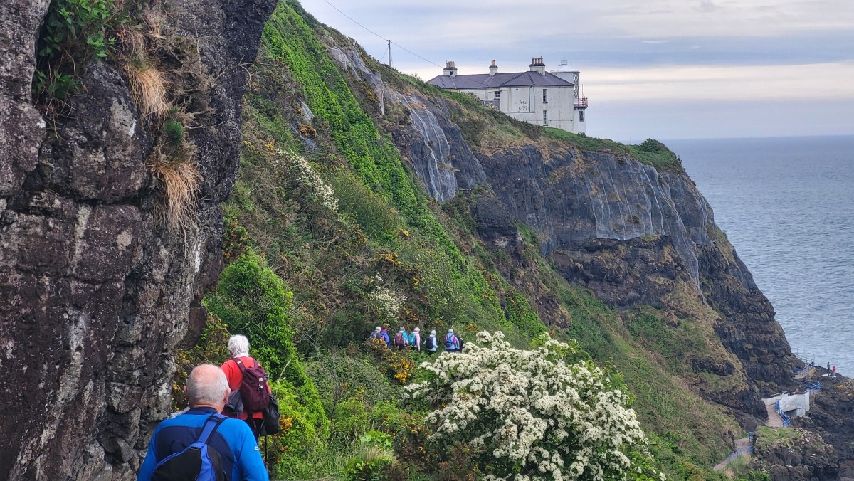 Whitehead