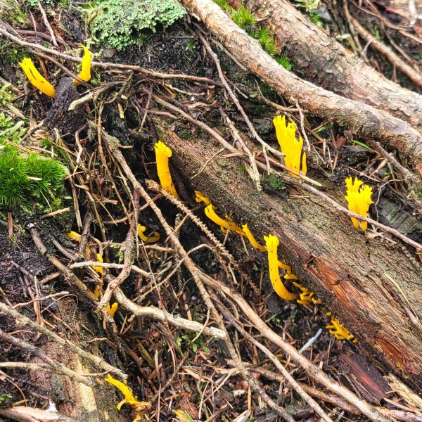 Yellow Water